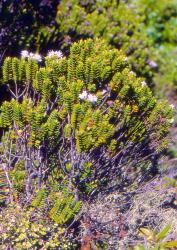 Veronica venustula. Habit. Mt Hikurangi, East Cape.
 Image: P.J. Garnock-Jones © P.J. Garnock-Jones CC-BY-NC 3.0 NZ